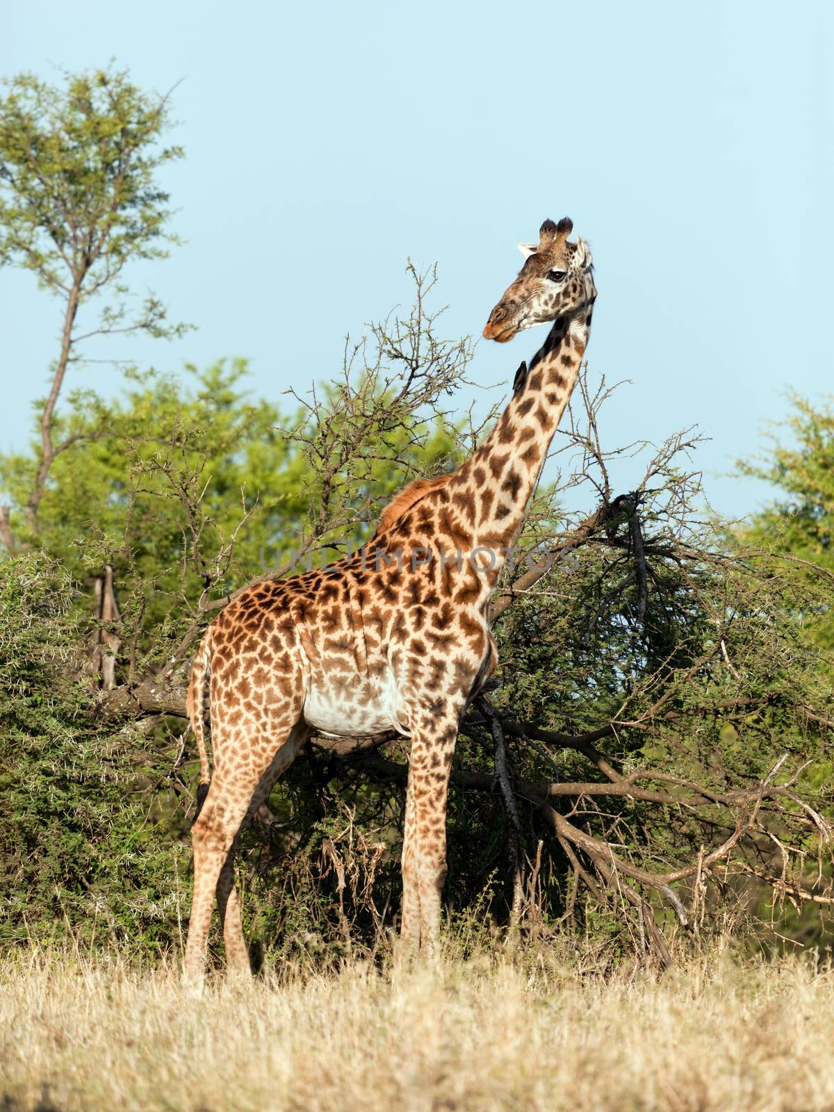 Giraffe on savanna, full view. Safari in Serengeti, Tanzania, Africa