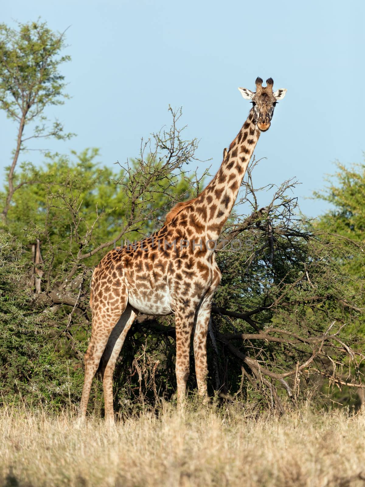 Giraffe on savanna, full view. Safari in Serengeti, Tanzania, Africa