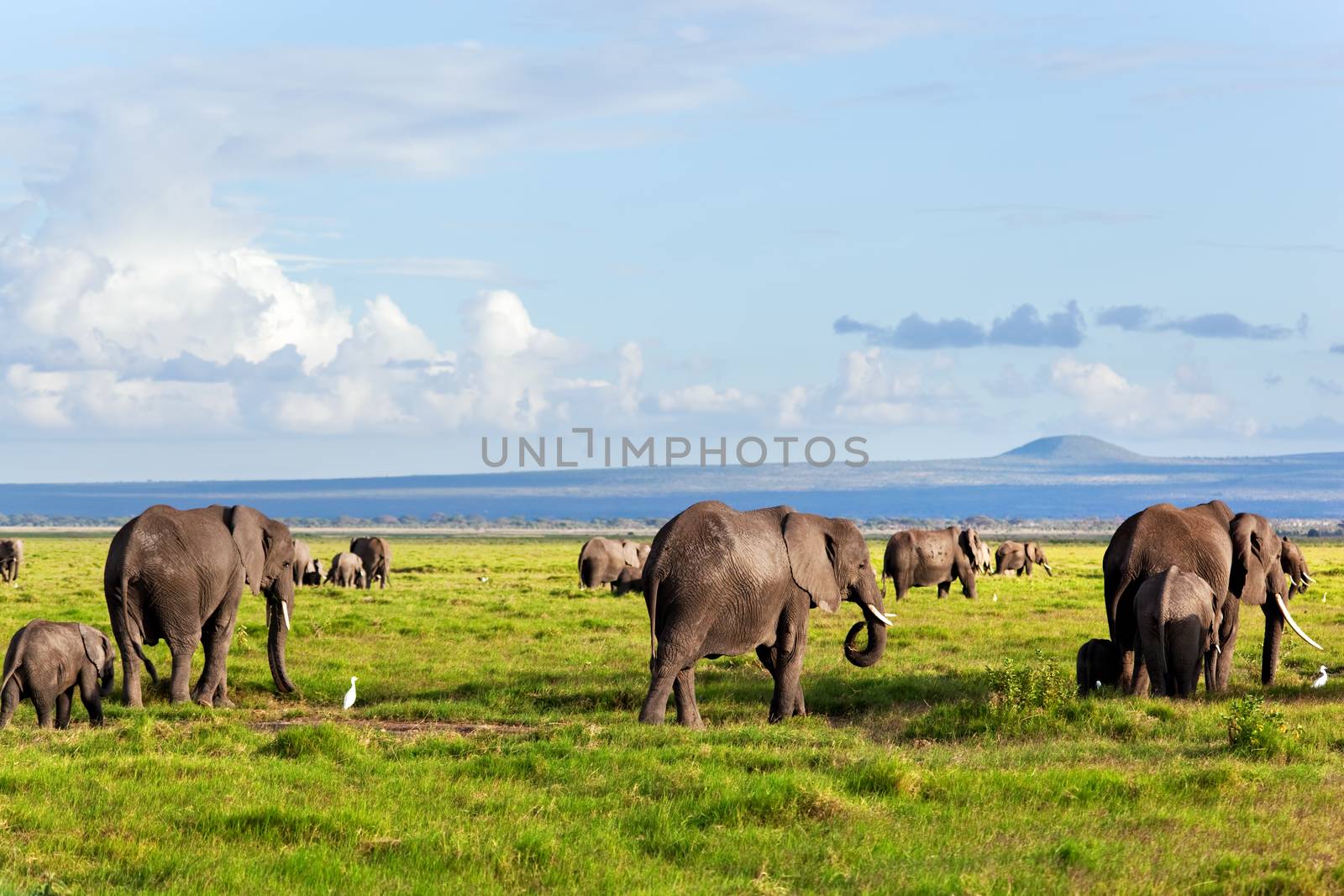 Elephants herd on savanna. Safari in Amboseli, Kenya, Africa by photocreo