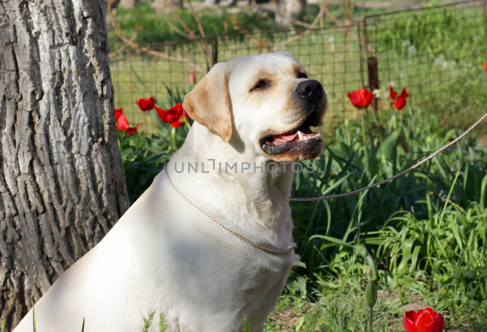 yellow labrador sitting at the blossom tree in spring
