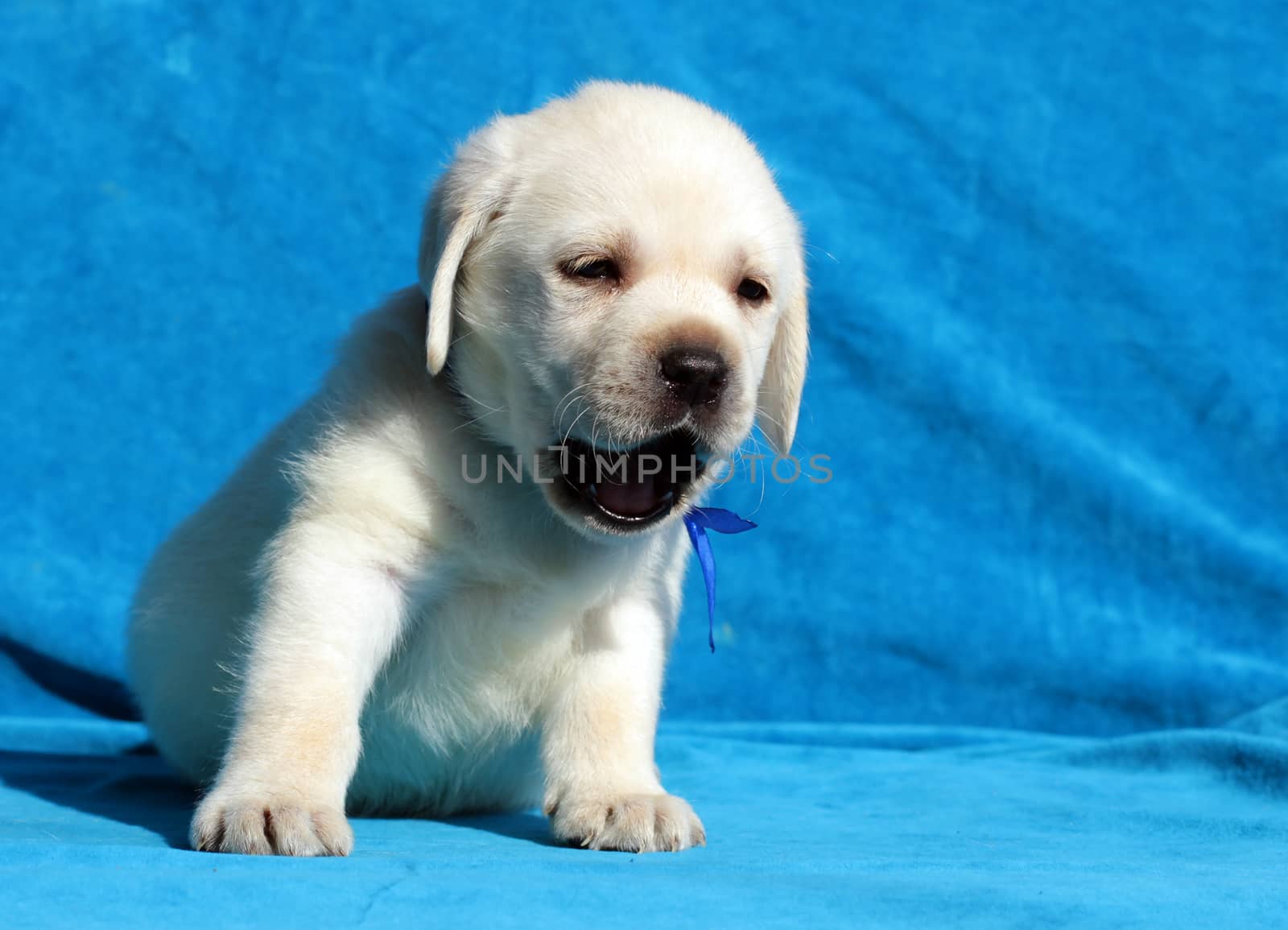 yellow labrador puppy sitting on the blue background