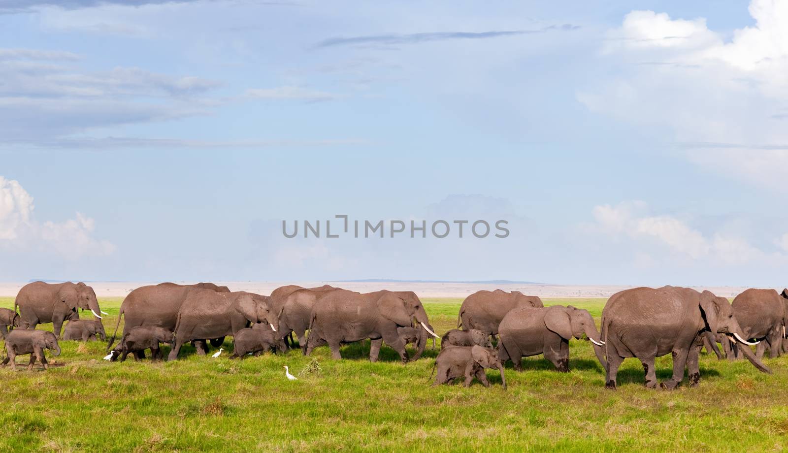 Elephants herd on African savanna. Safari in Amboseli, Kenya, Africa