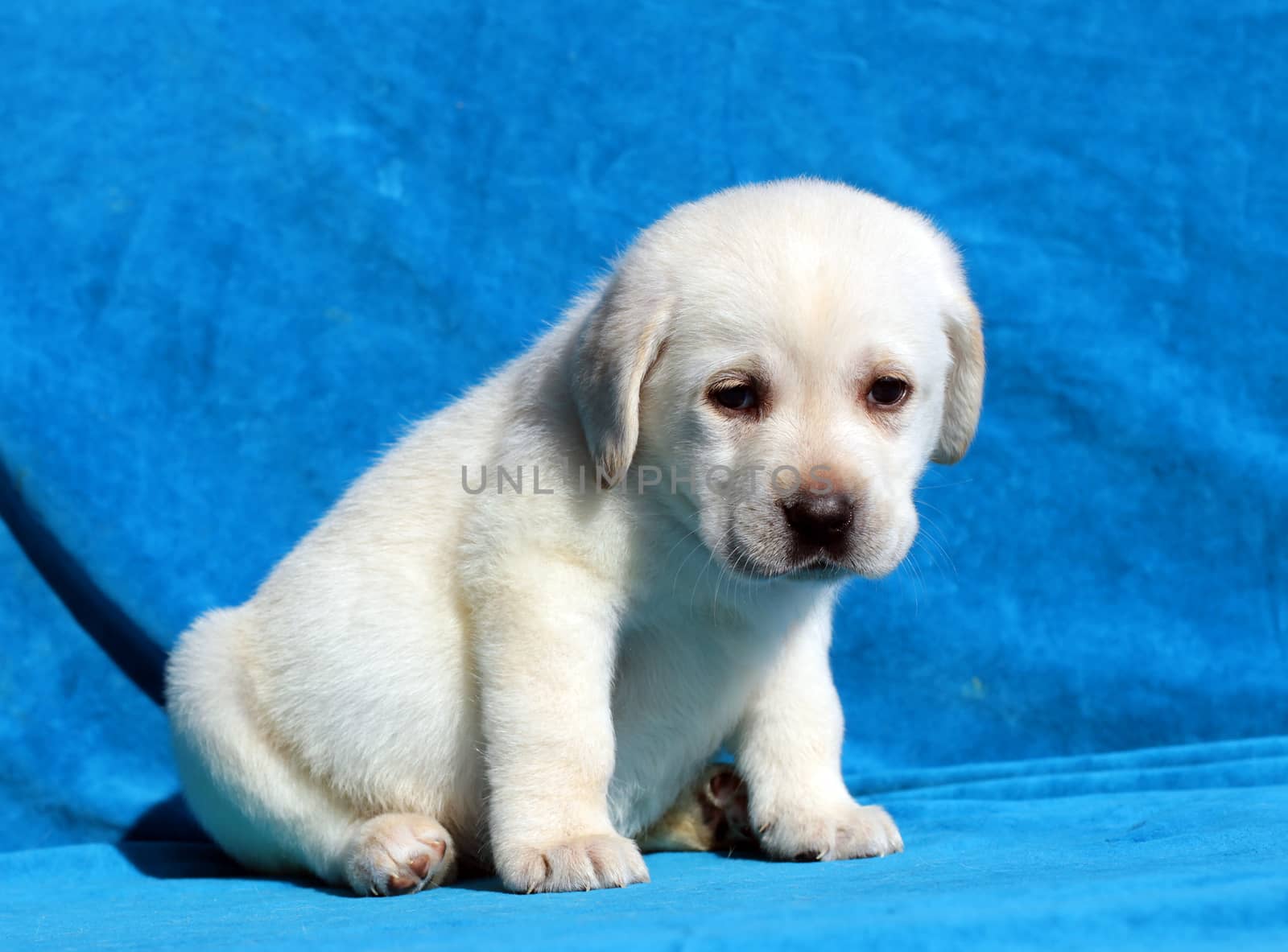 yellow labrador puppy sitting on blue background