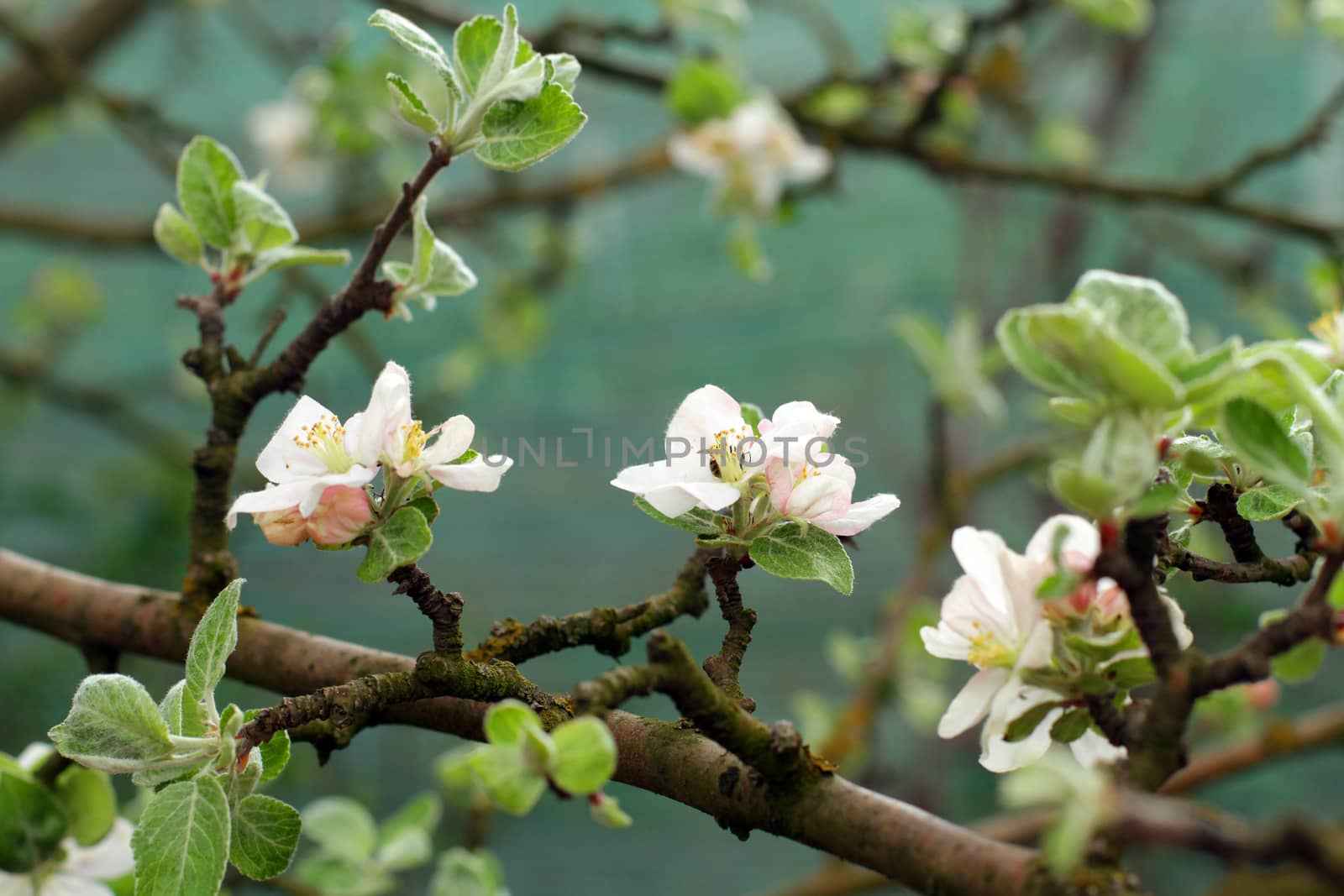 apple blossoms in spring in the garden