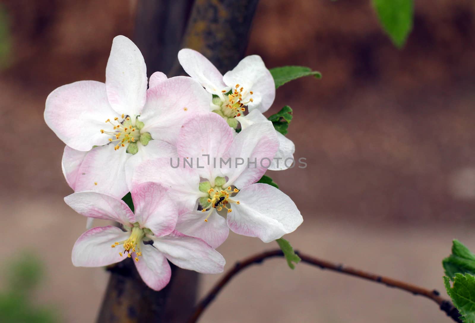 Blooming apple tree in garden in spring