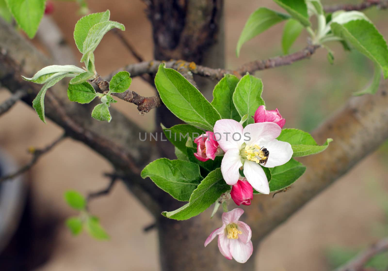 nice apple blossoms in spring in the garden