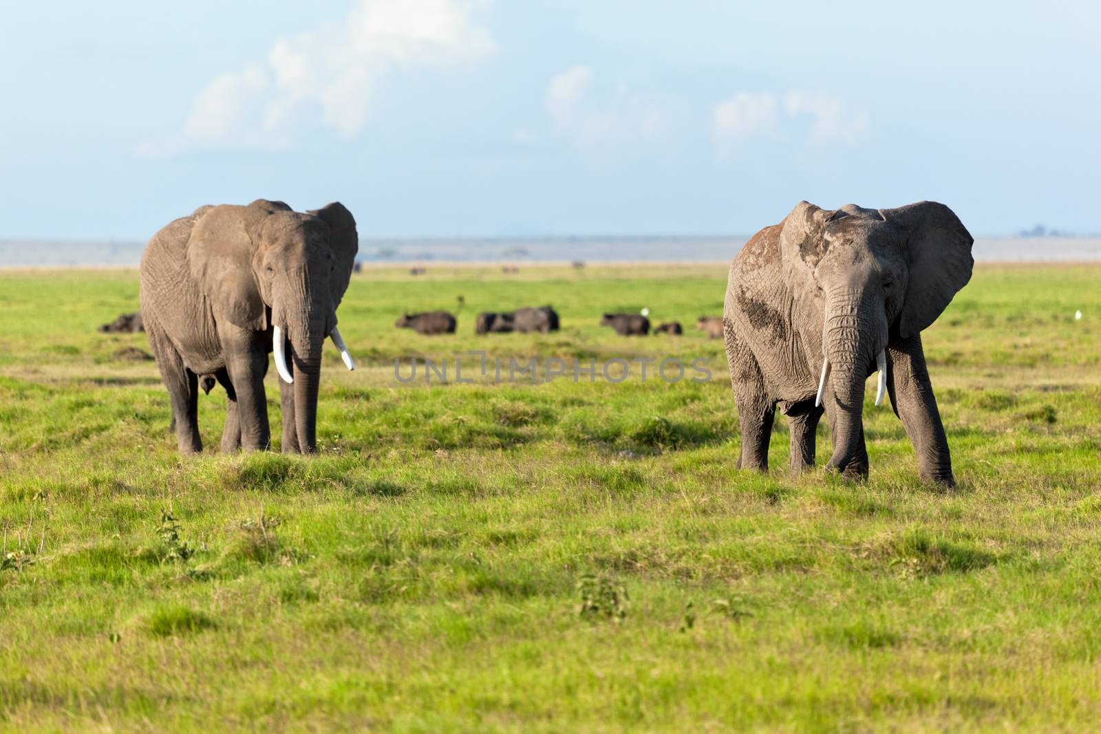 Elephants herd on savanna. Safari in Amboseli, Kenya, Africa by photocreo