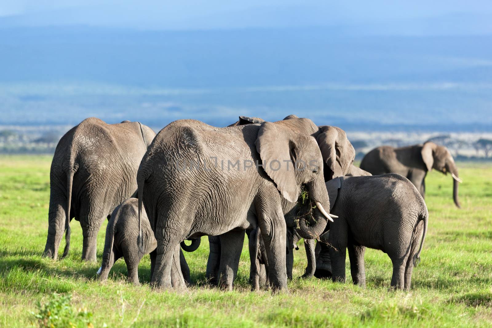 Elephants herd on African savanna walking towards Mount Kilimanjaro. Safari in Amboseli, Kenya, Africa