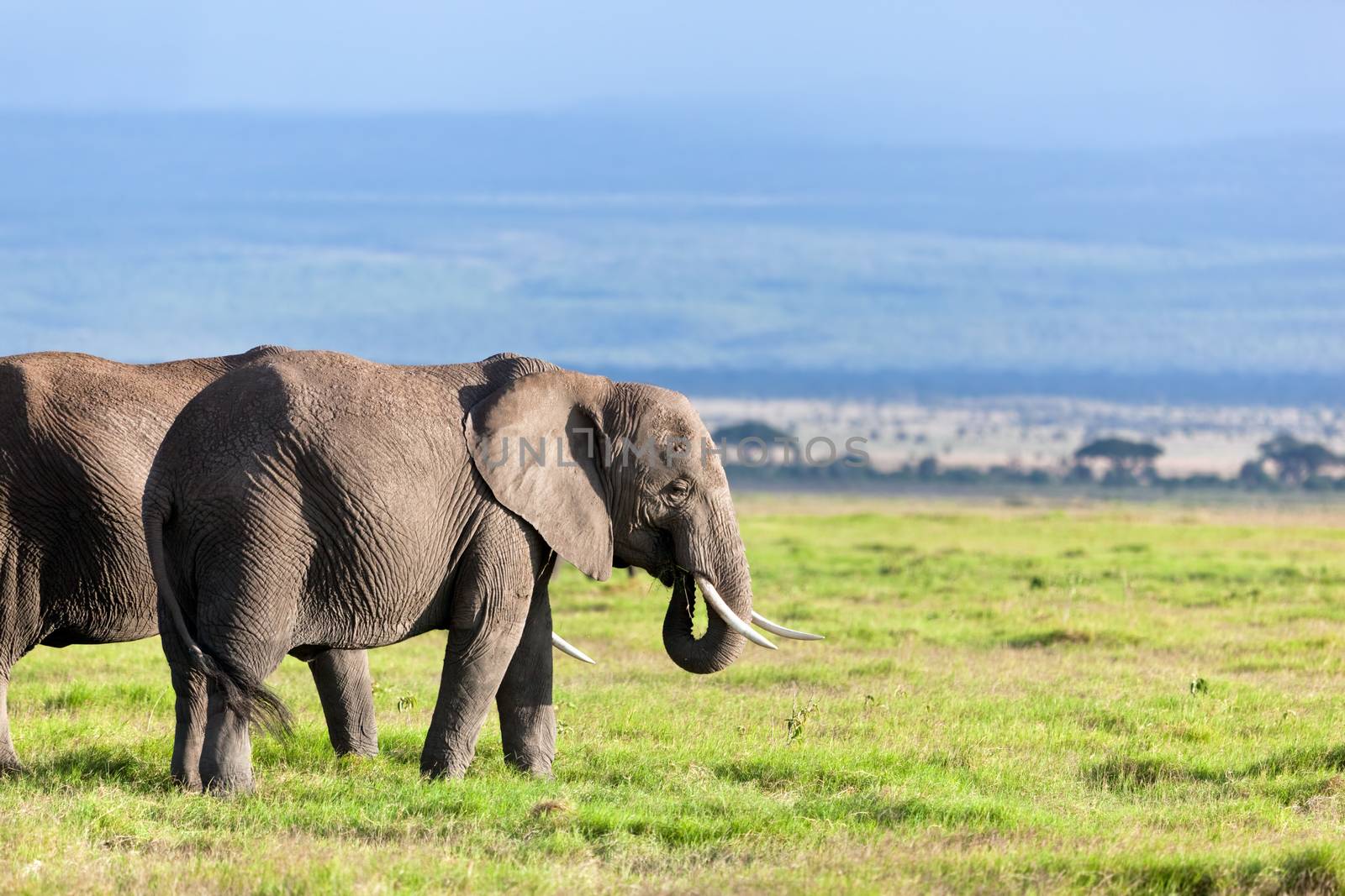 Elephants herd on savanna. Safari in Amboseli, Kenya, Africa by photocreo