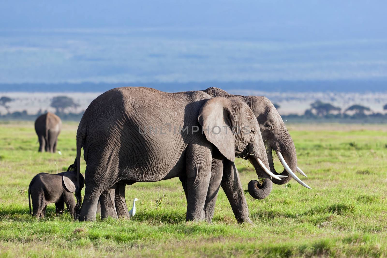 Elephants herd on African savanna. Safari in Amboseli, Kenya, Africa