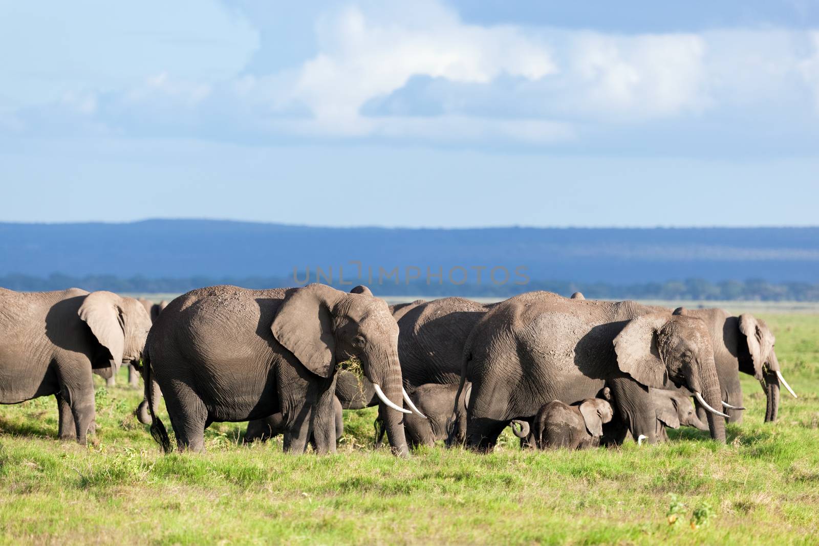 Elephants herd on African savanna. Safari in Amboseli, Kenya, Africa