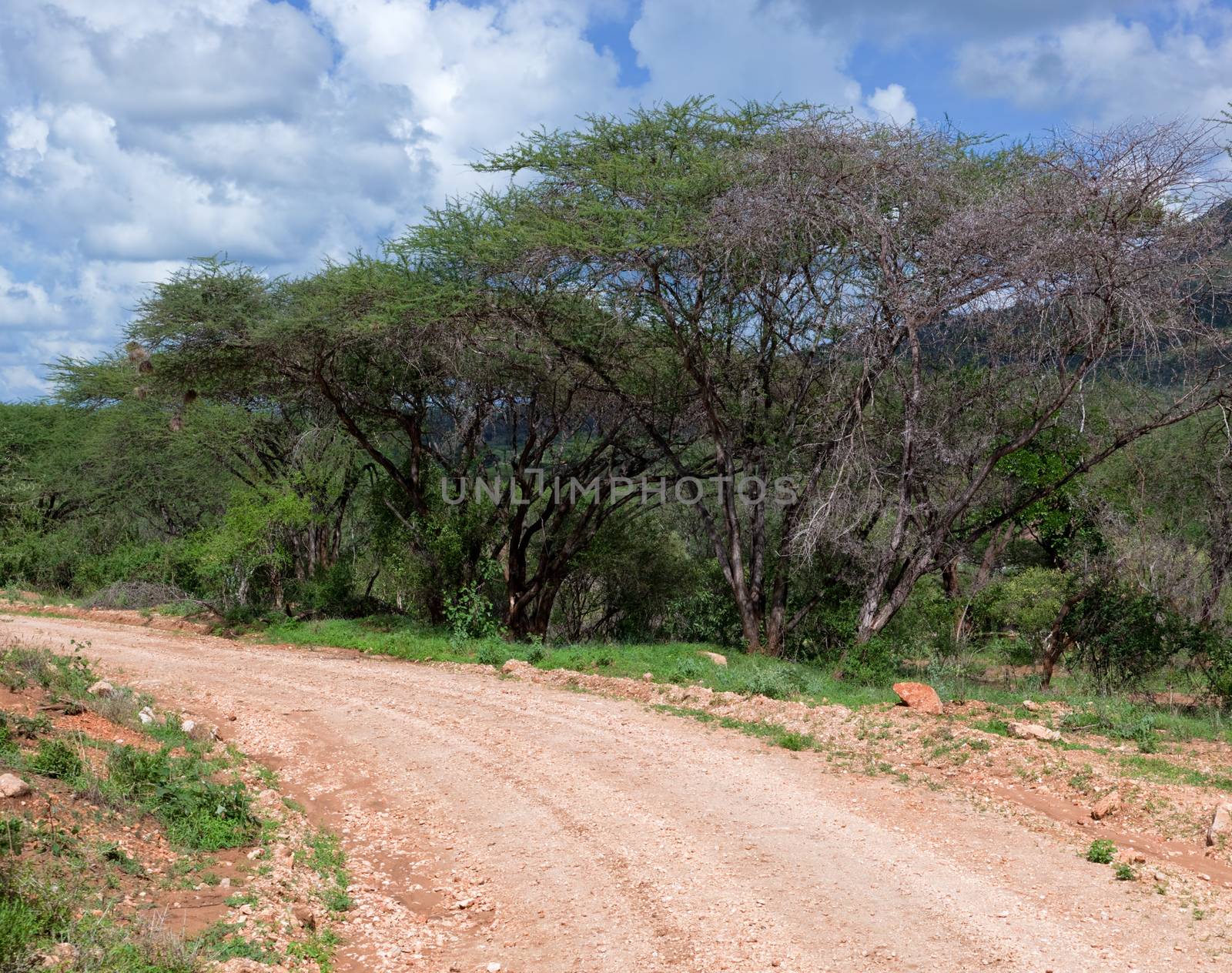 Red ground road, bush with savanna. Tsavo West, Kenya, Africa by photocreo