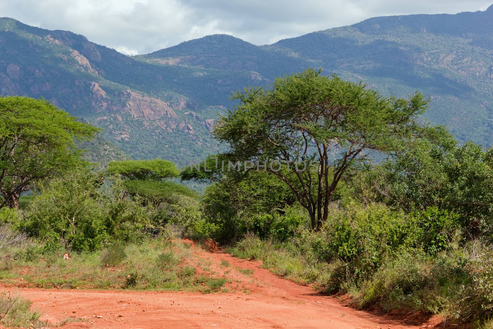 Red ground road and bush with savanna landscape in Africa. Tsavo West, Kenya.