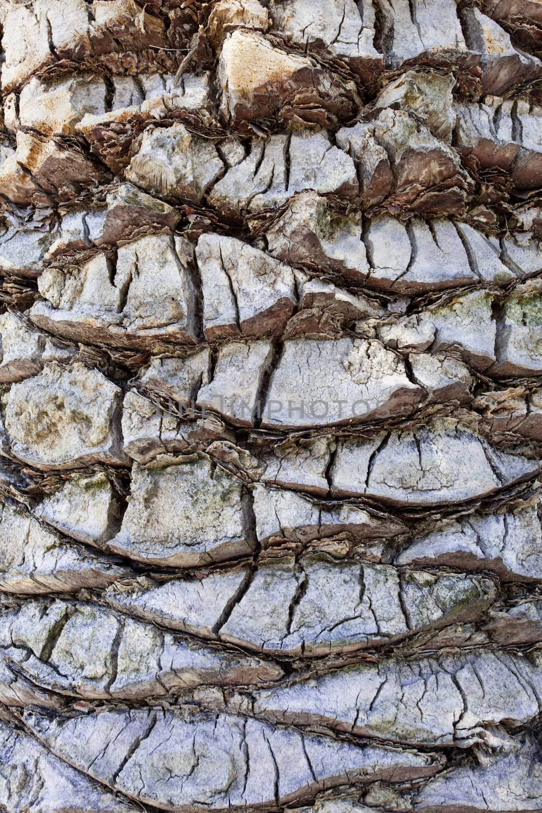 Palm tree trunk surface, background
