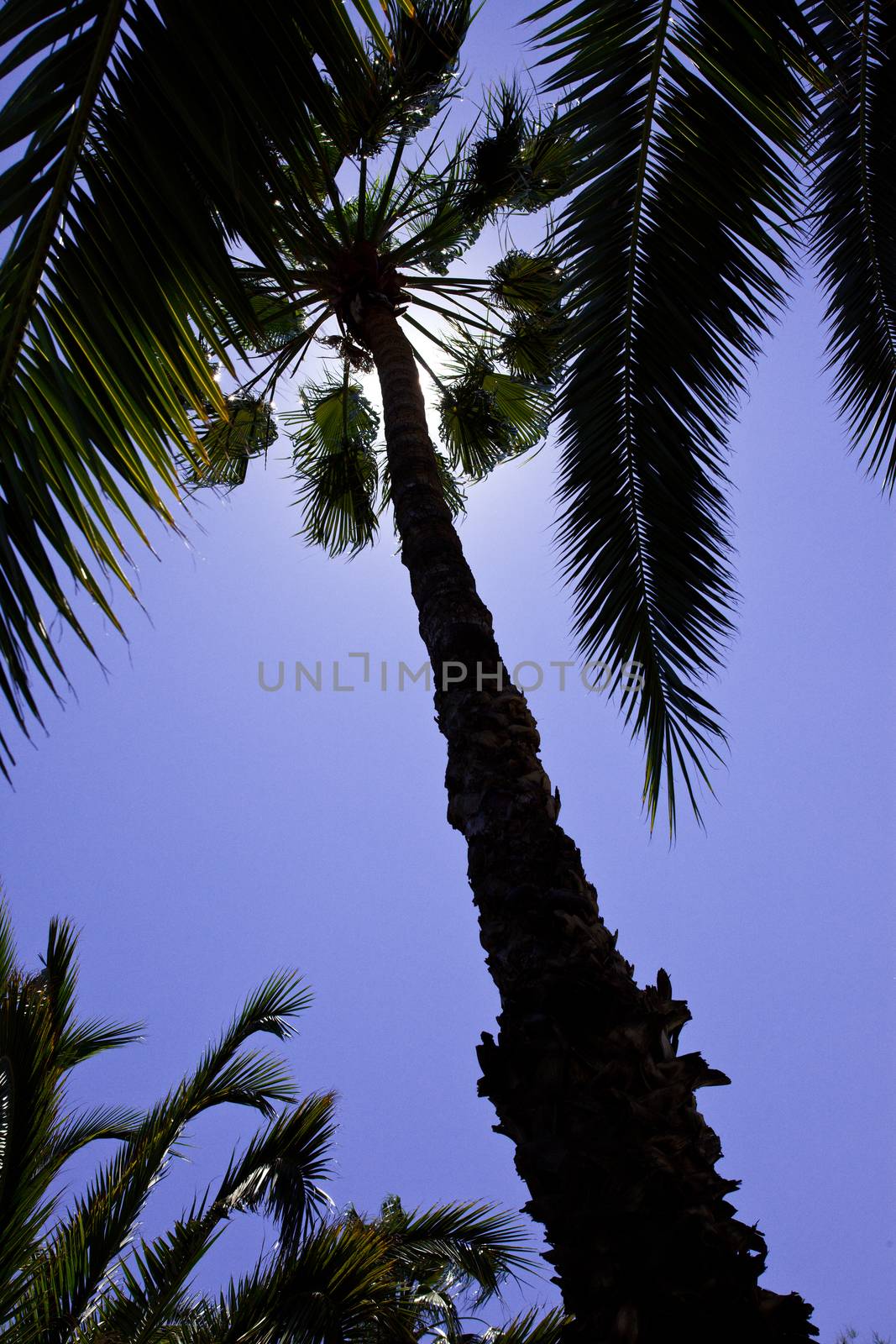 tropical trees against a blue sky