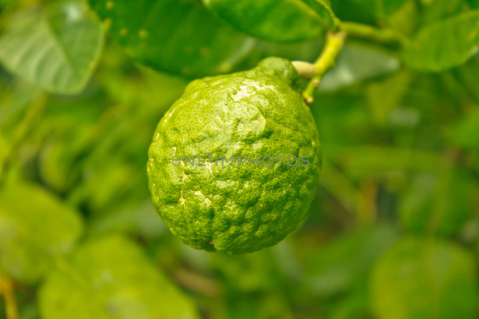 bergamot fruits on tree in garden