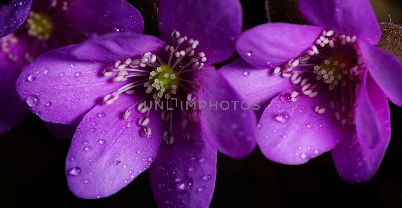 Two purple blooms with dew, spring shot, blur background.