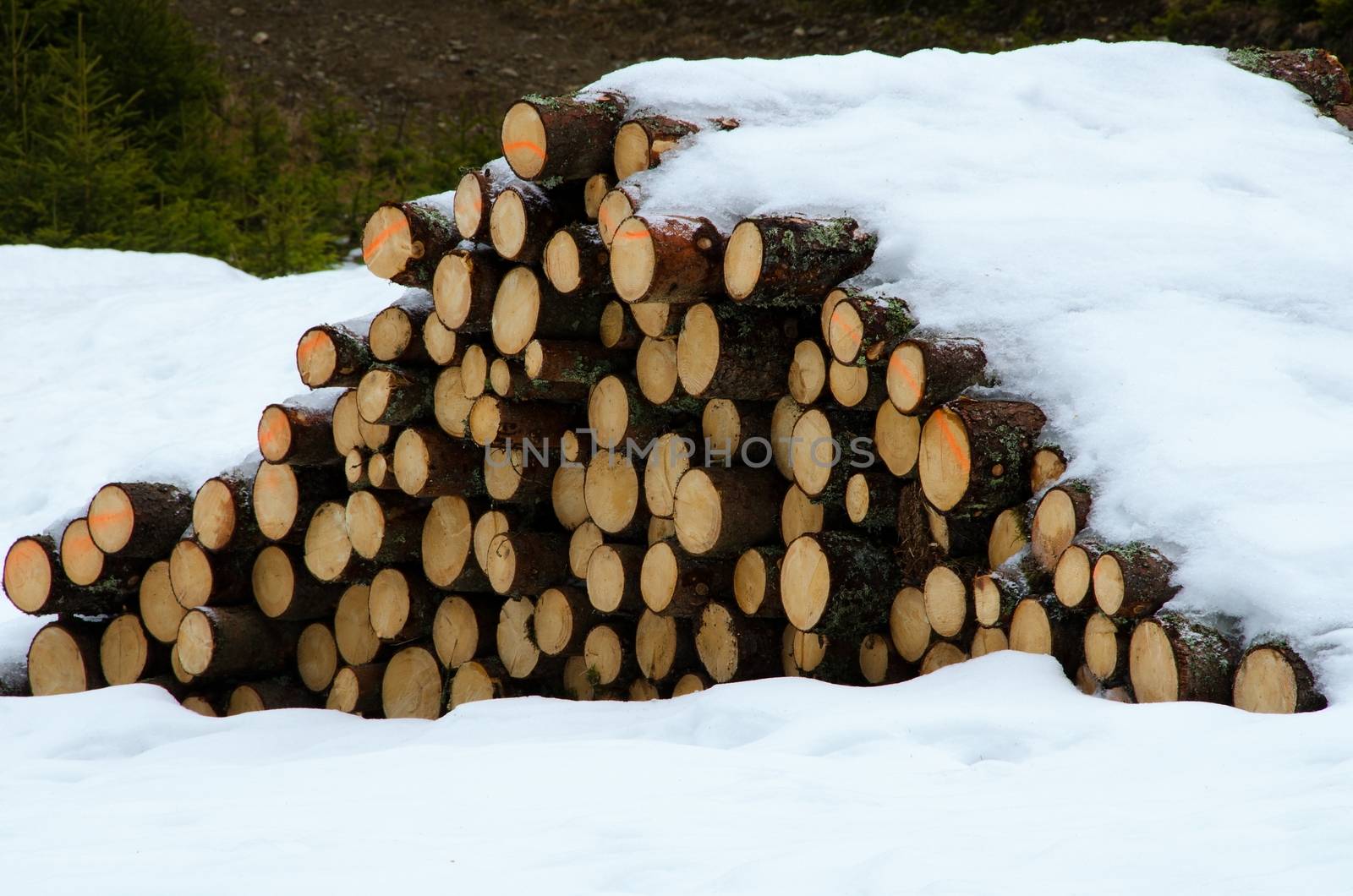 Lot of logs under snow in damaged landscape.