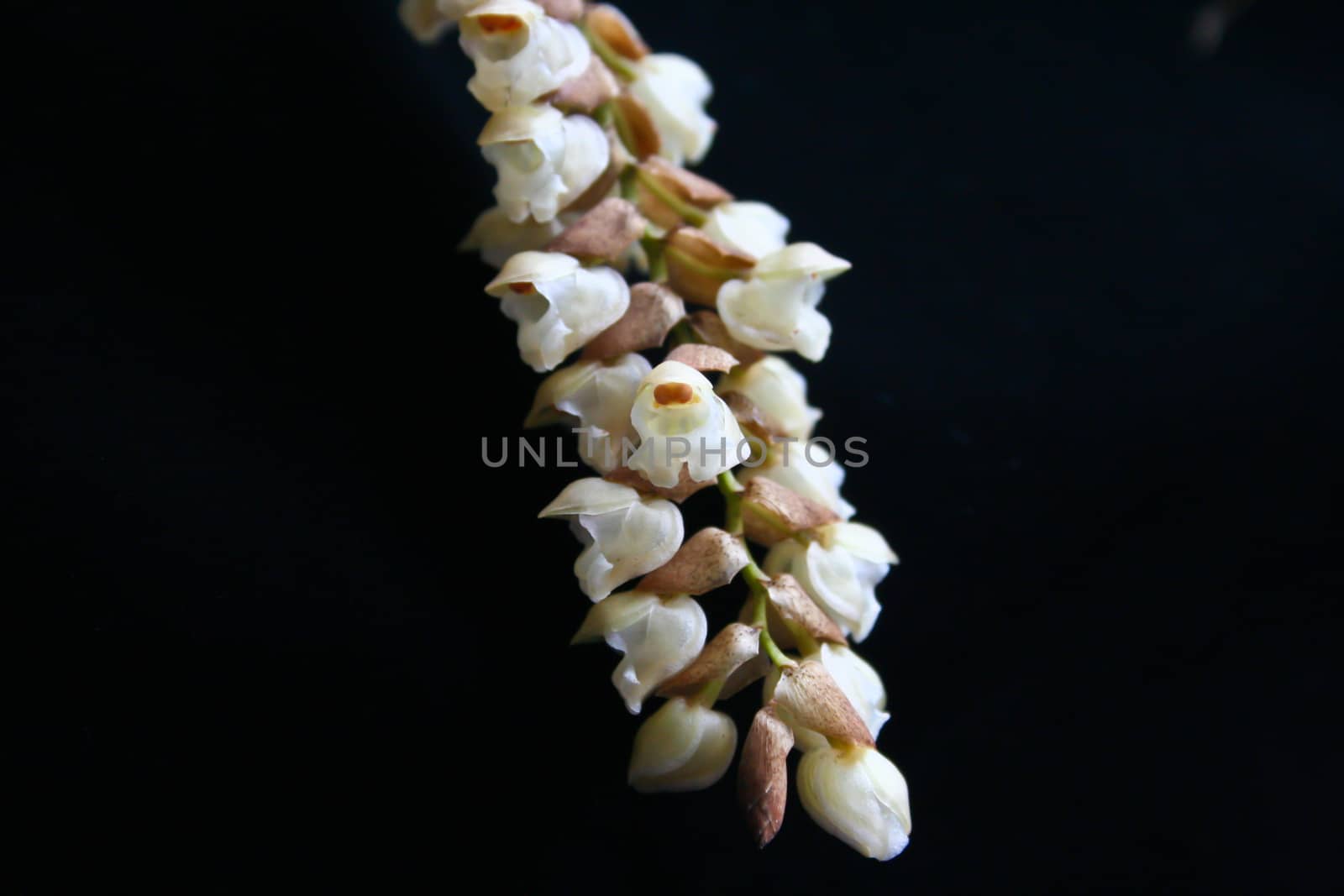 Pholidota imbricata Rare species wild orchids in forest of Thailand, This was shoot in the wild nature