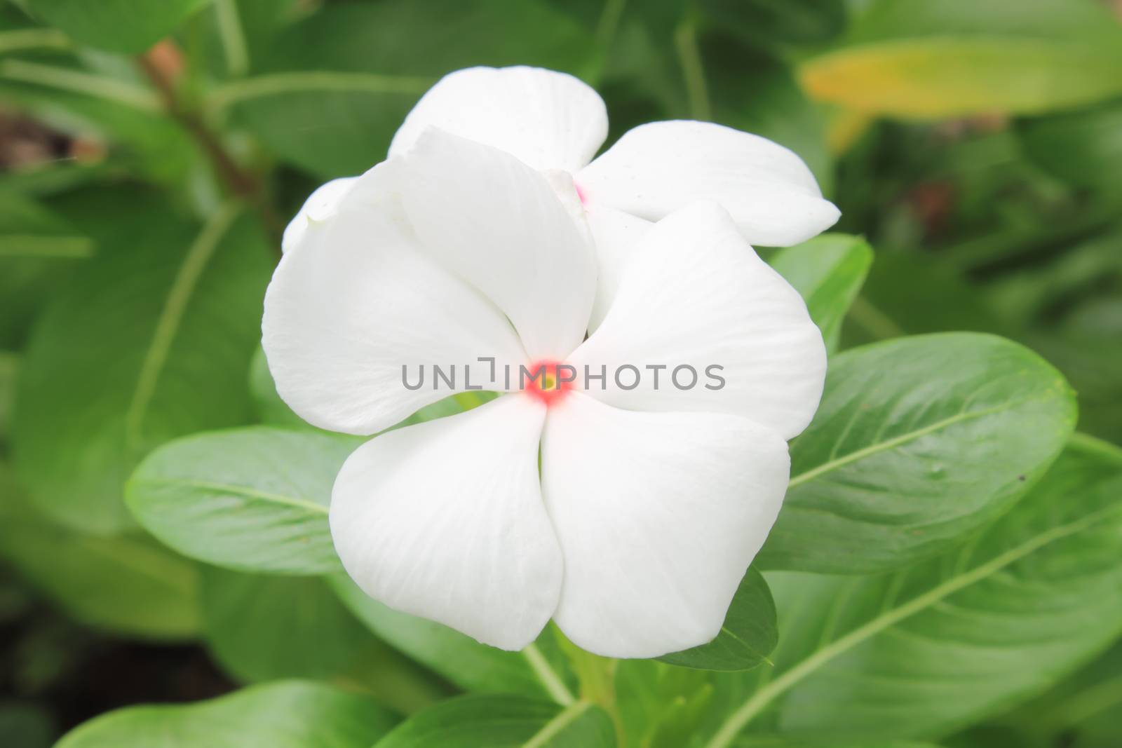 Vinca flower in garden