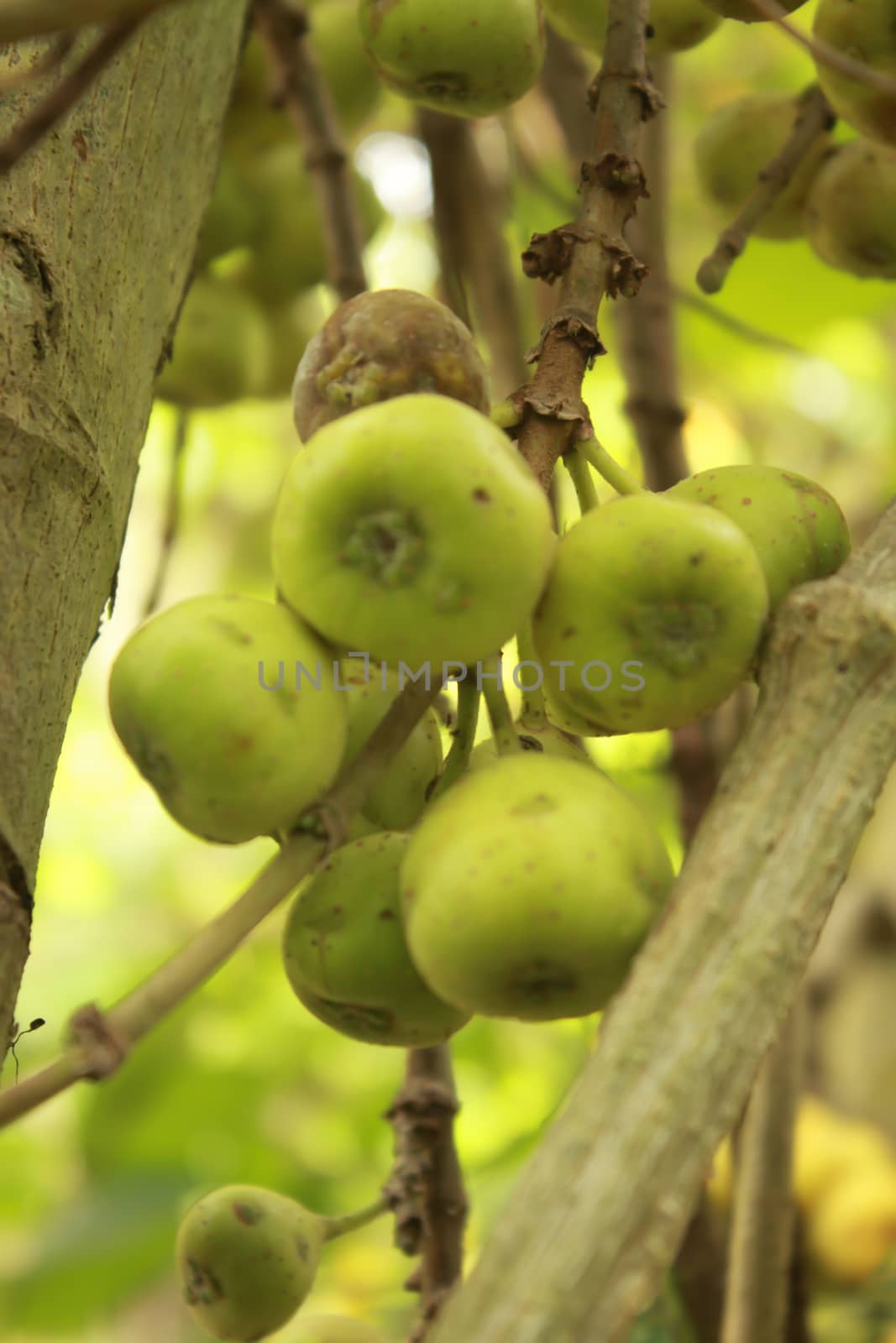 Green figs on the tree in forest