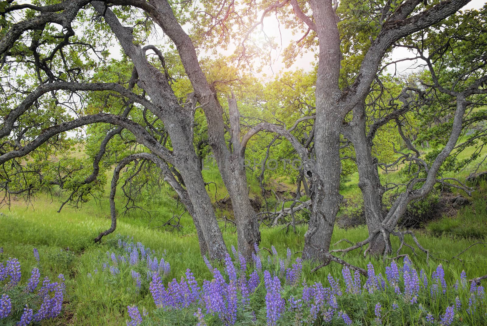 Broadleaf Lupine Flowers Under the Trees at Columbia Hills State Park in Washington State