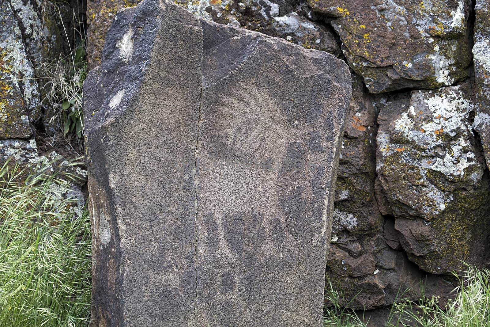 Native Anerican Indians Antelope Deer Animals Petrogylph on Rock Artwork at Horsethief Lake Washington