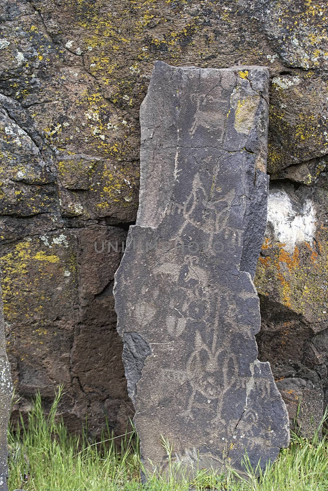 Native Anerican Indians Wildlife Birds and Animals Petrogylphs on Rock Artwork at Horsethief Lake Washington