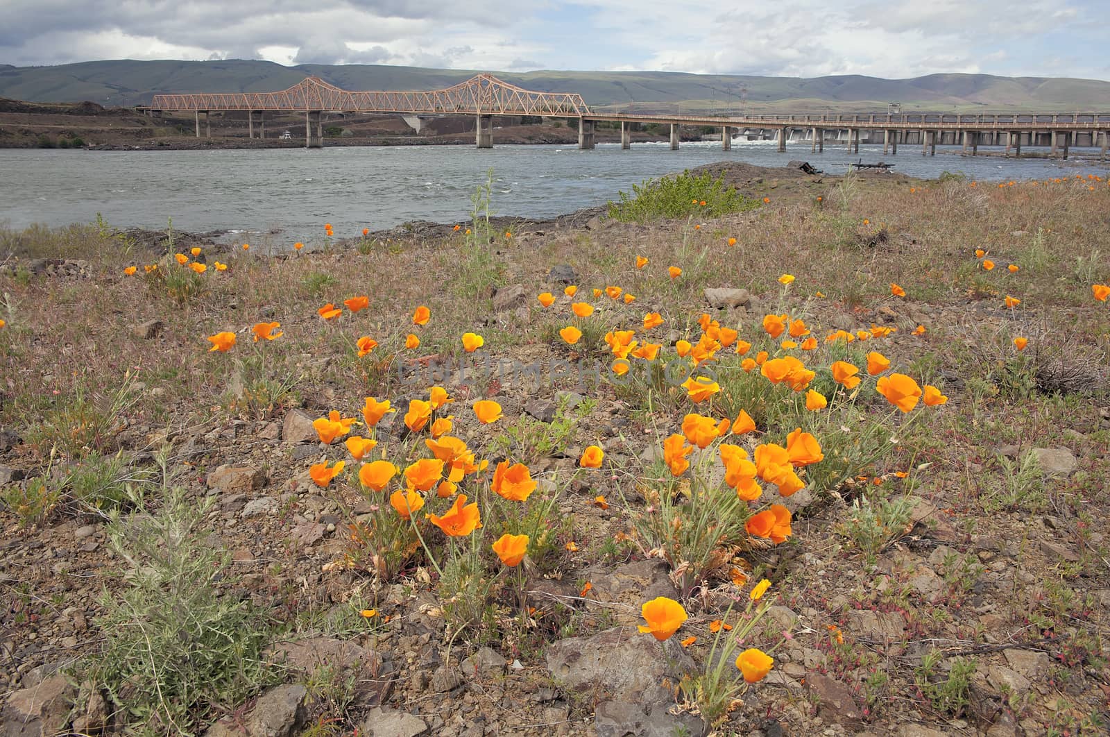 California Orange Poppy Flowers in Bloom During Springtime by The Dalles Bridge Along Columbia River Gorge in Oregon