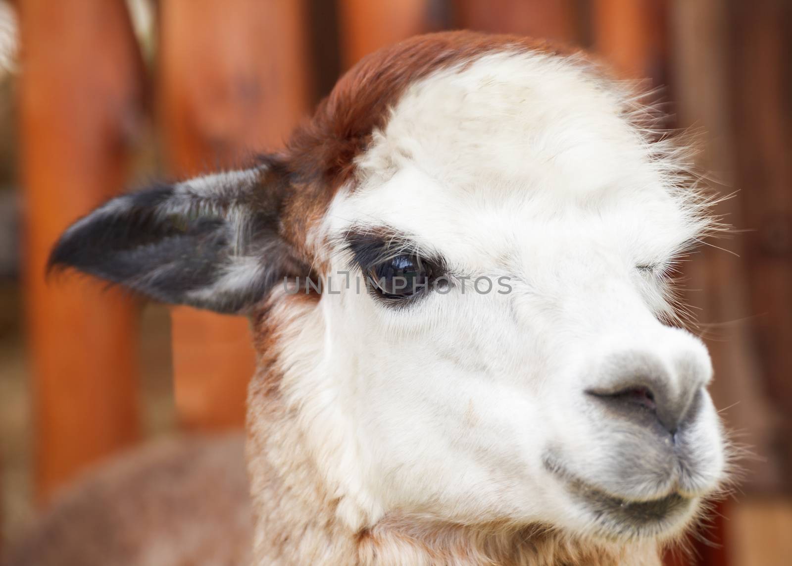 alpaca portrait