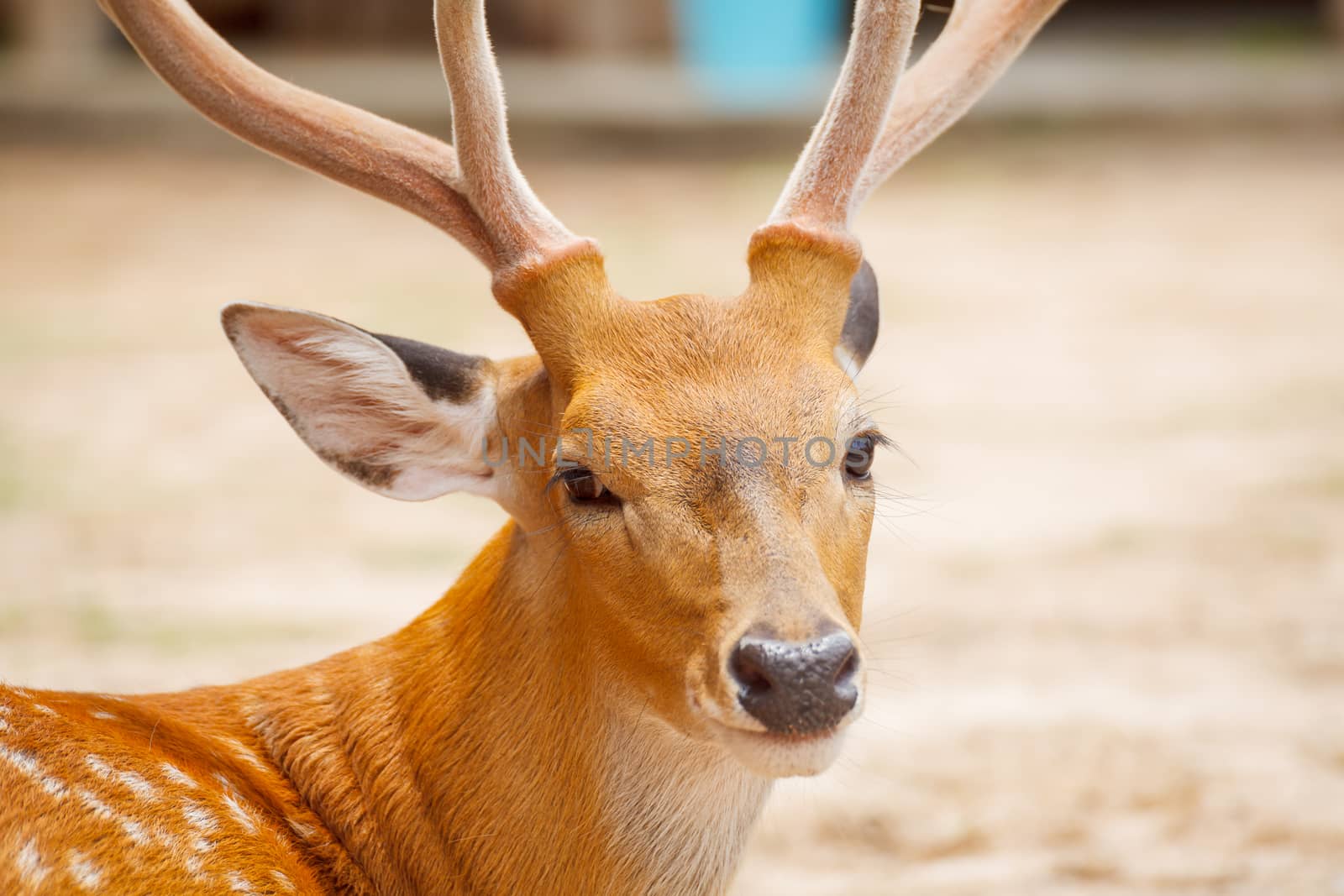 Deer head closeup