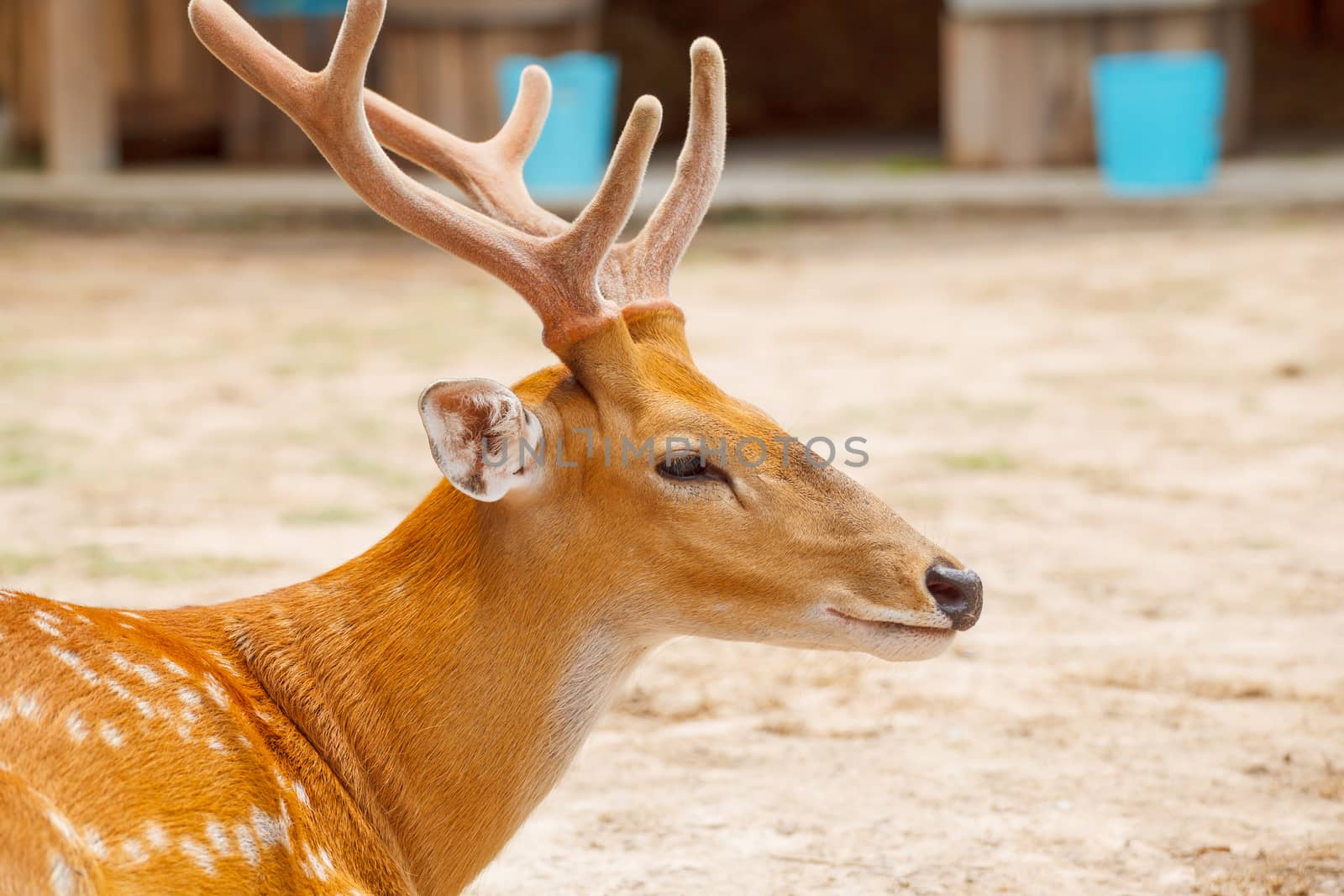 Deer head closeup