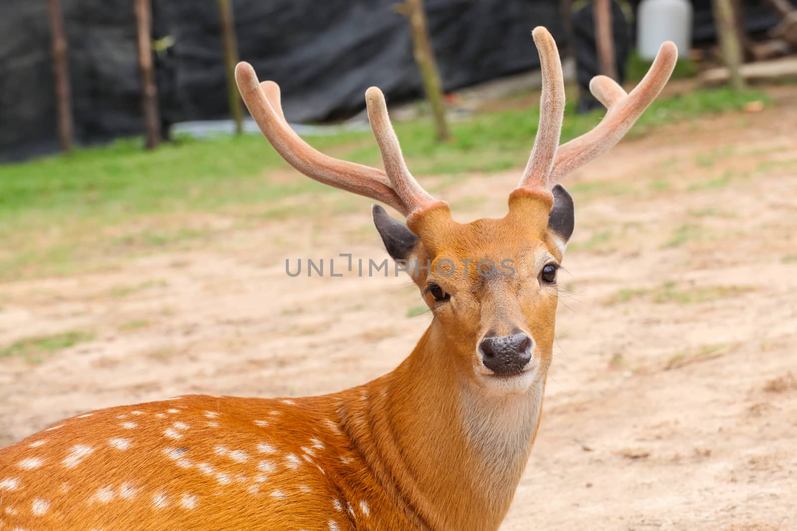 Deer head closeup
