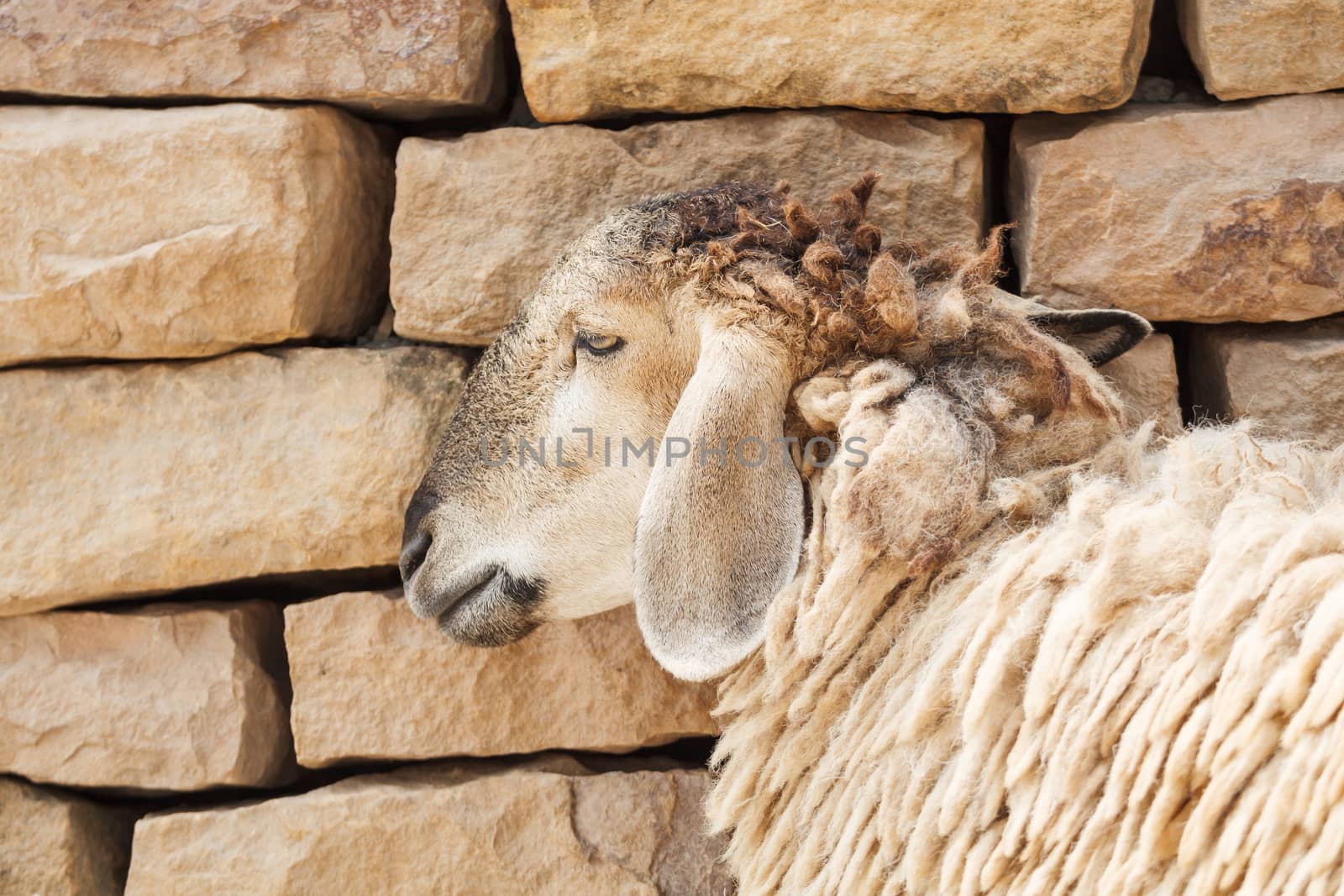 Sheep lean the wall