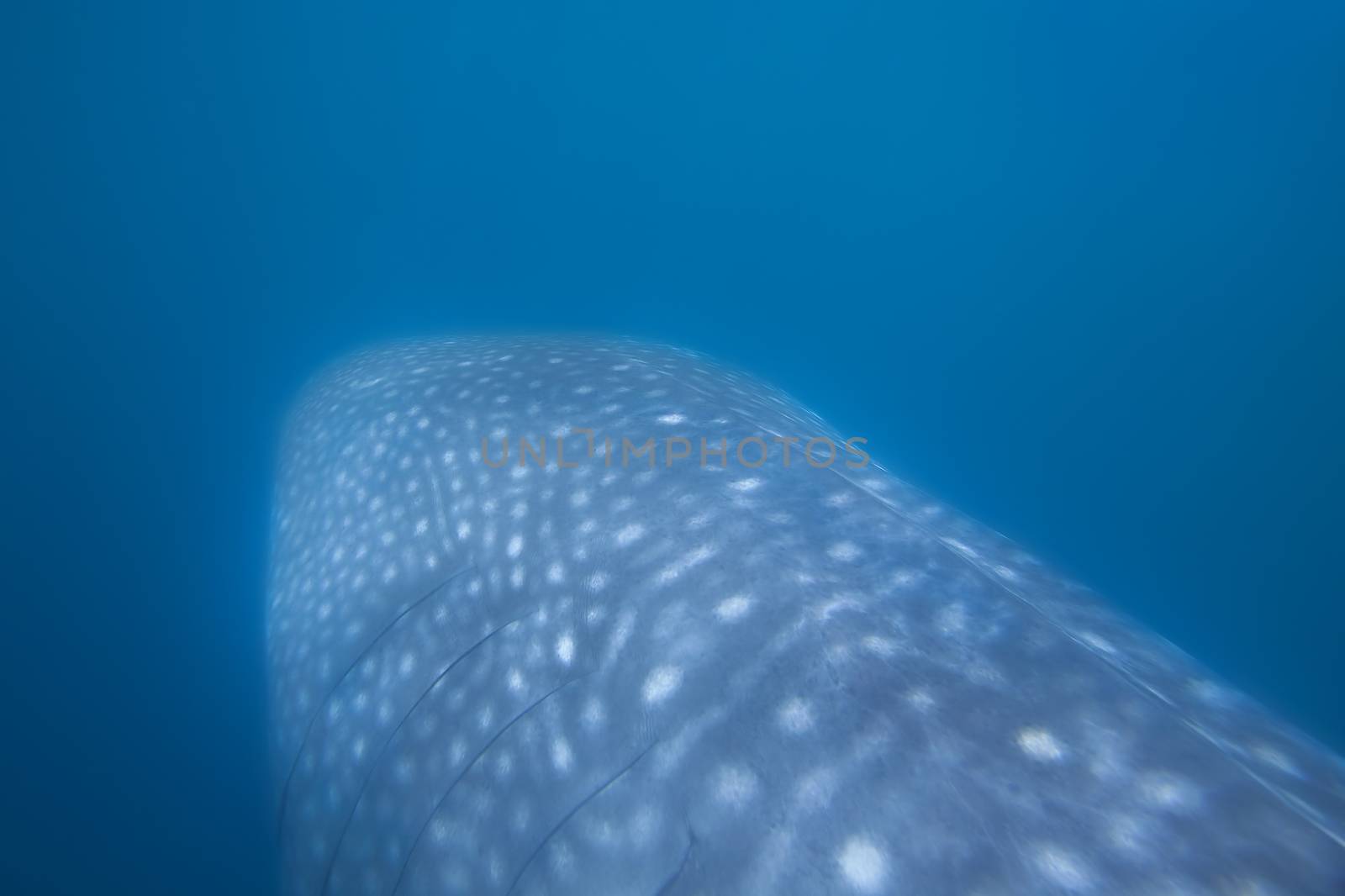 Whale Shark by kjorgen