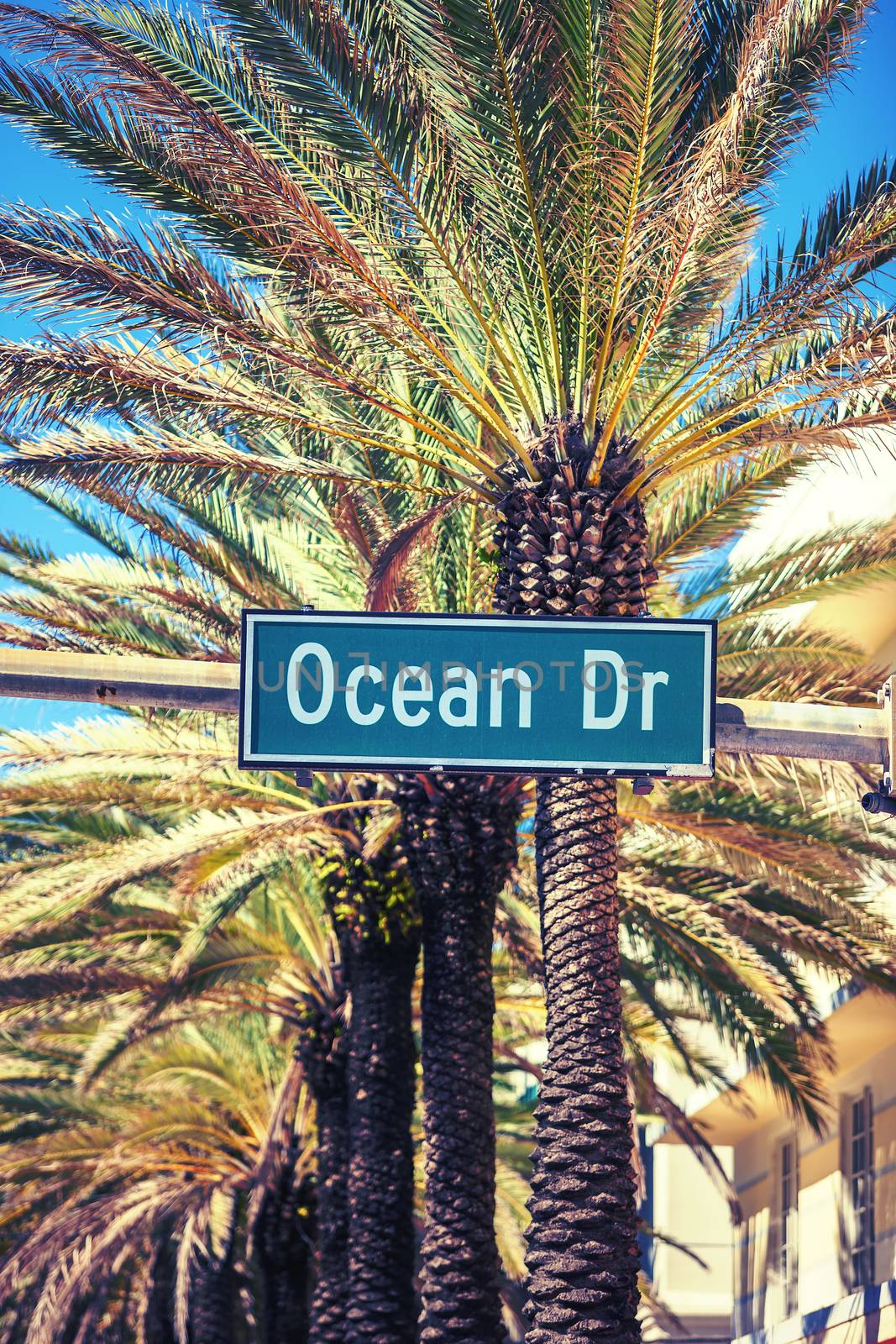 Ocean Drive street sign with palm tree in Miami Beach
