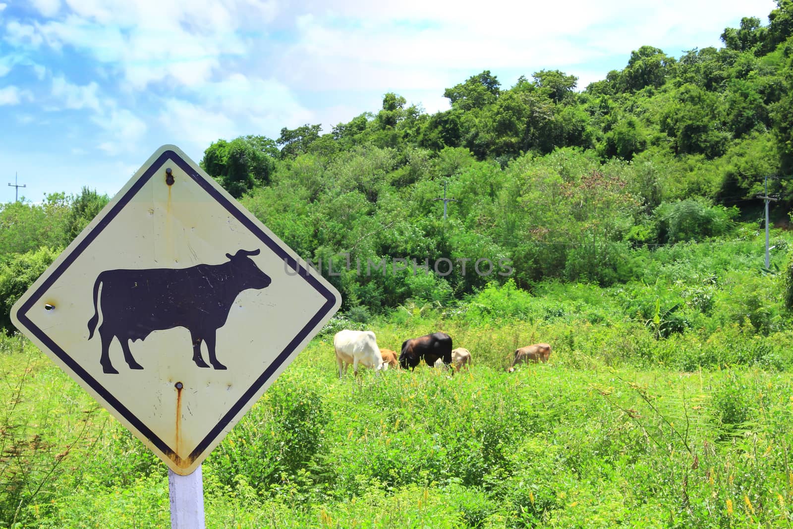 Cows grazing in green meadow and cow sign