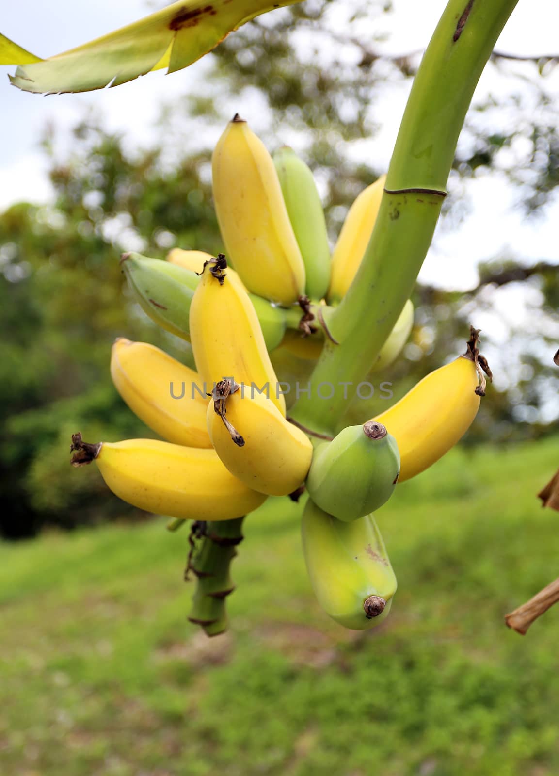 Banana on a branch by kostin77