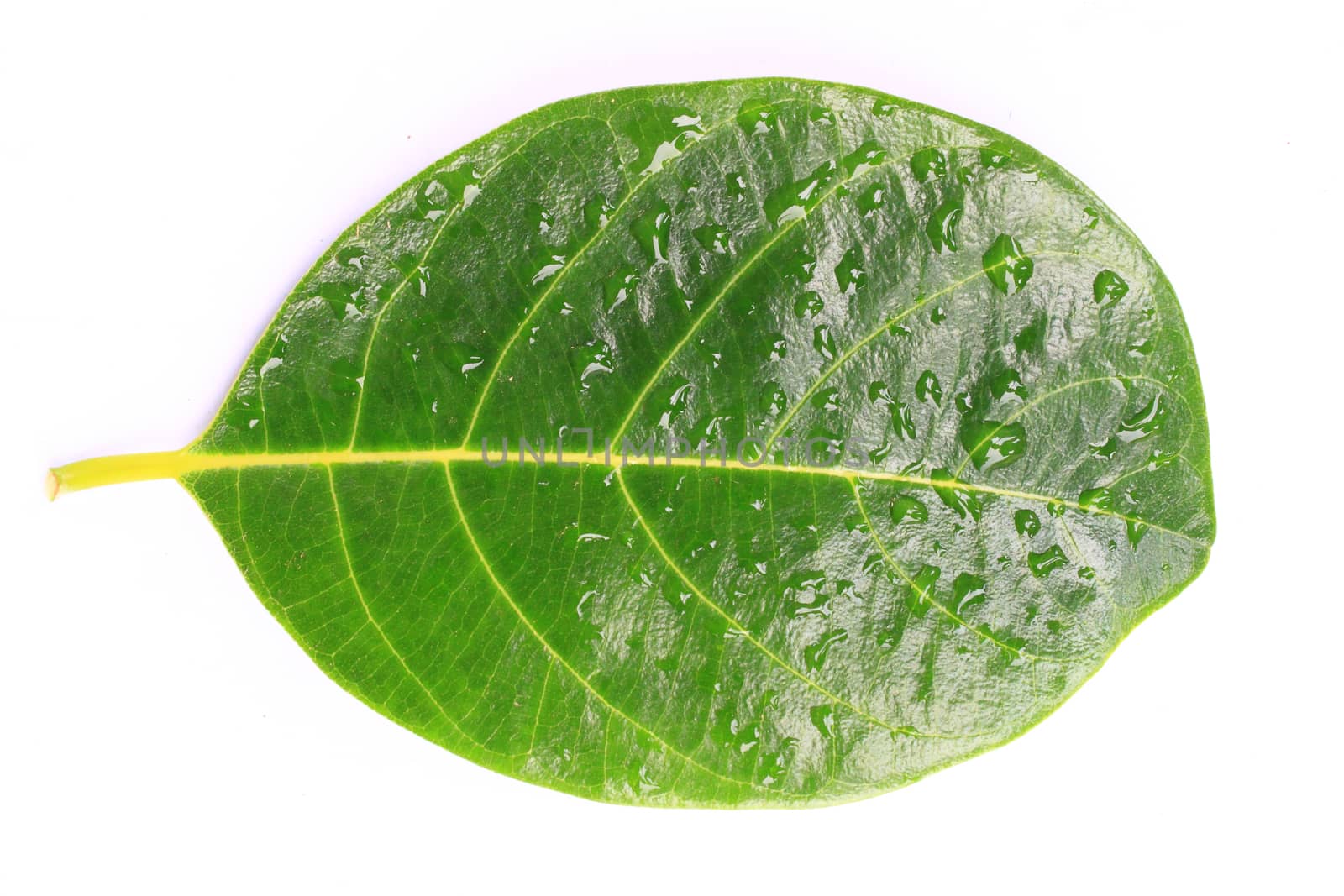 green leaf with drops isolated on white background