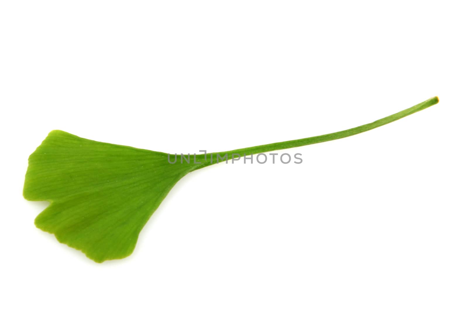 green ginkgo biloba isolated on white background