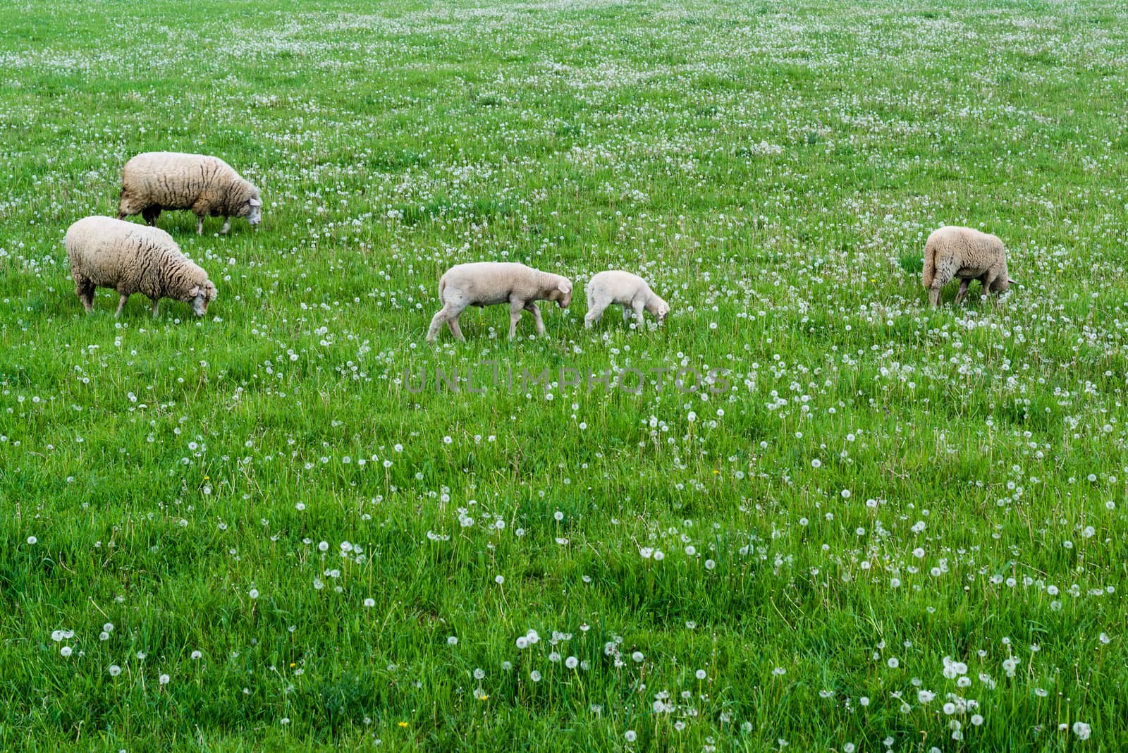 Cute sheep herd at green summer field full of dandelions