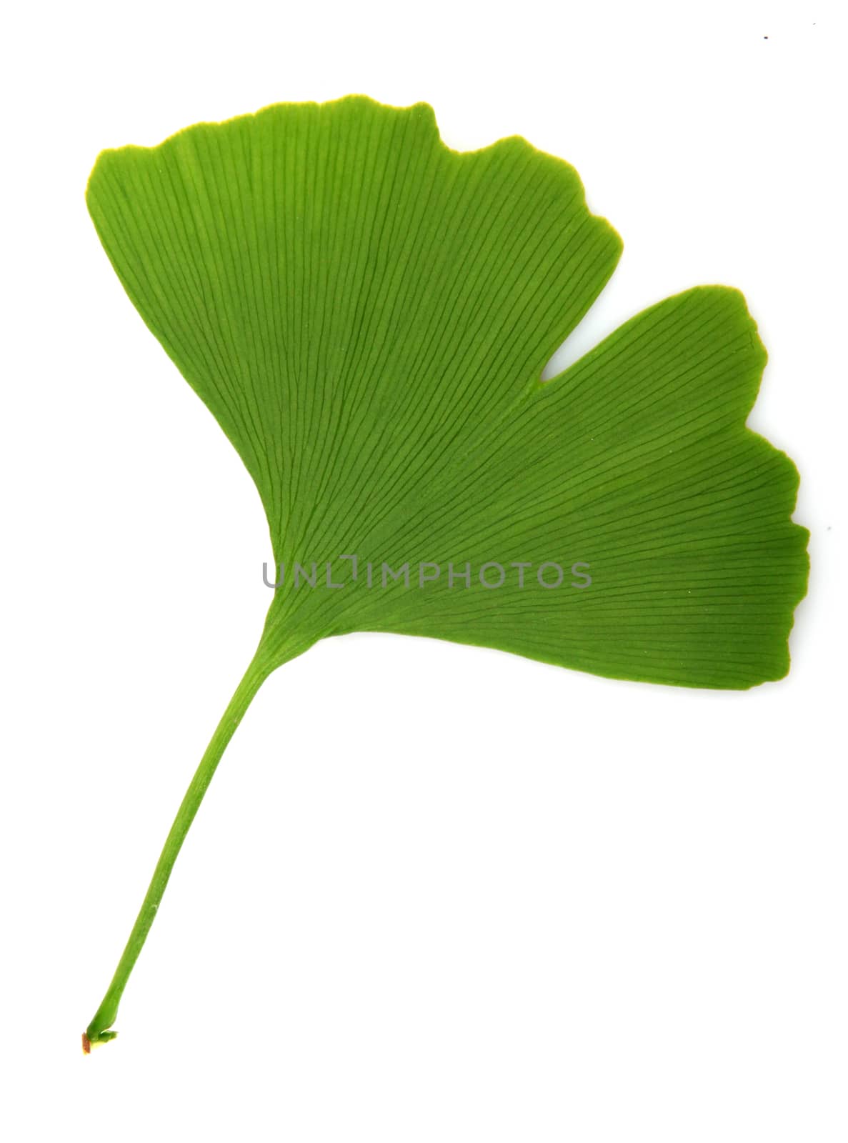 green ginkgo biloba isolated on white background