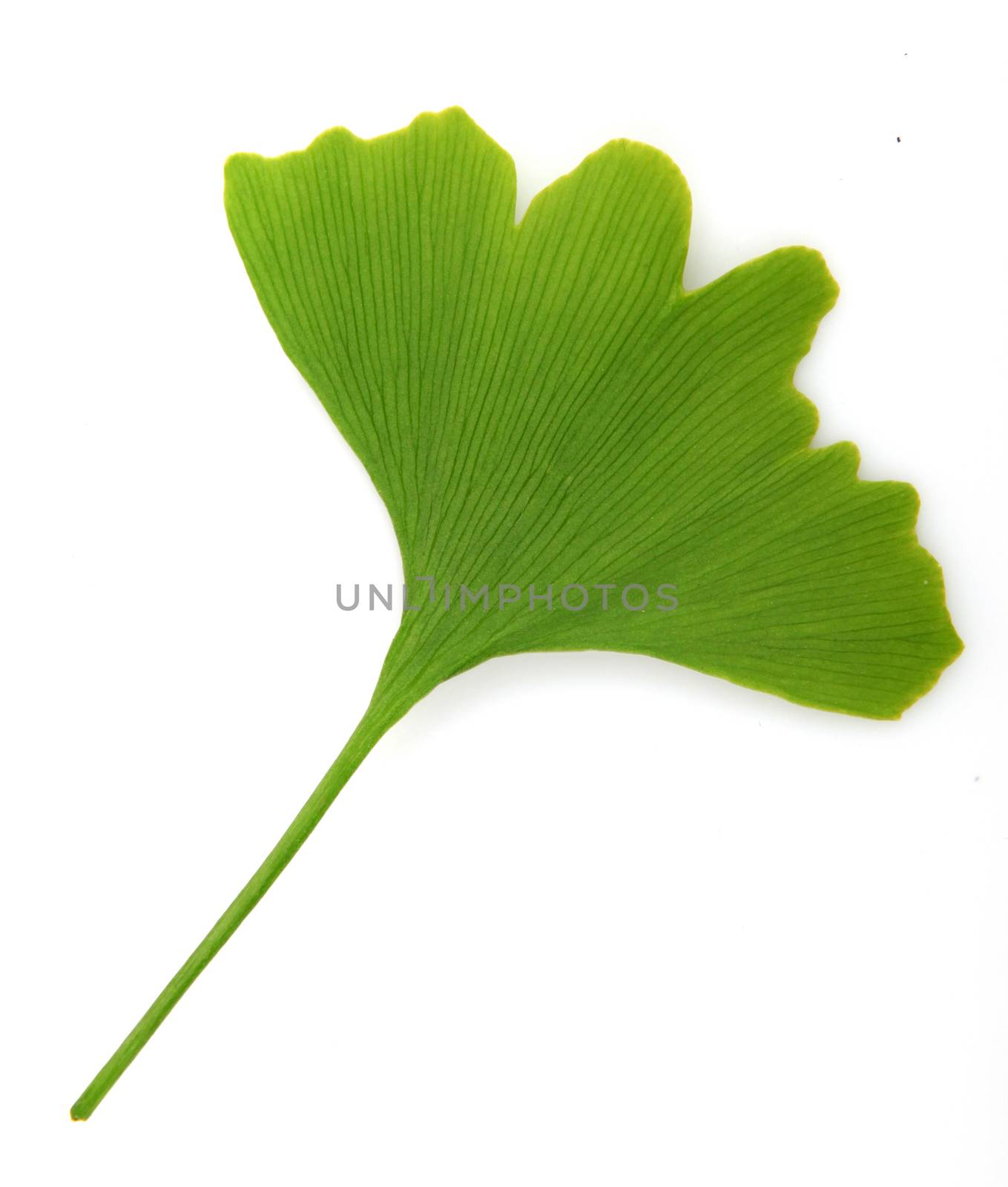 green ginkgo biloba isolated on white background