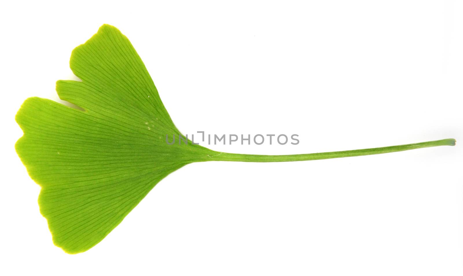 green ginkgo biloba isolated on white background