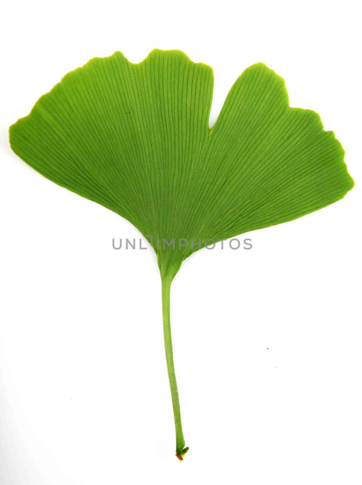 green ginkgo biloba isolated on white background