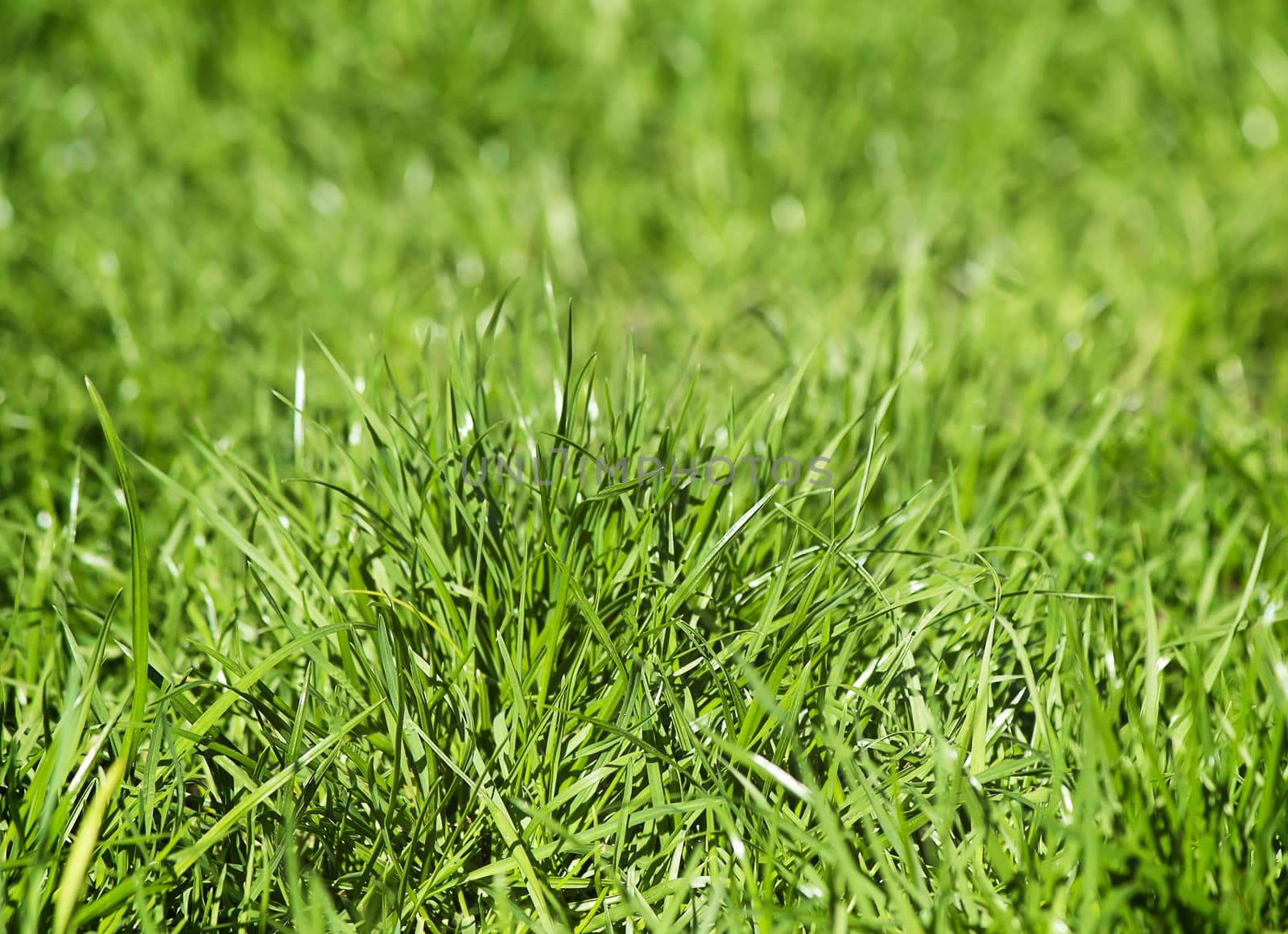Growing bright green young grass on a solar lawn.