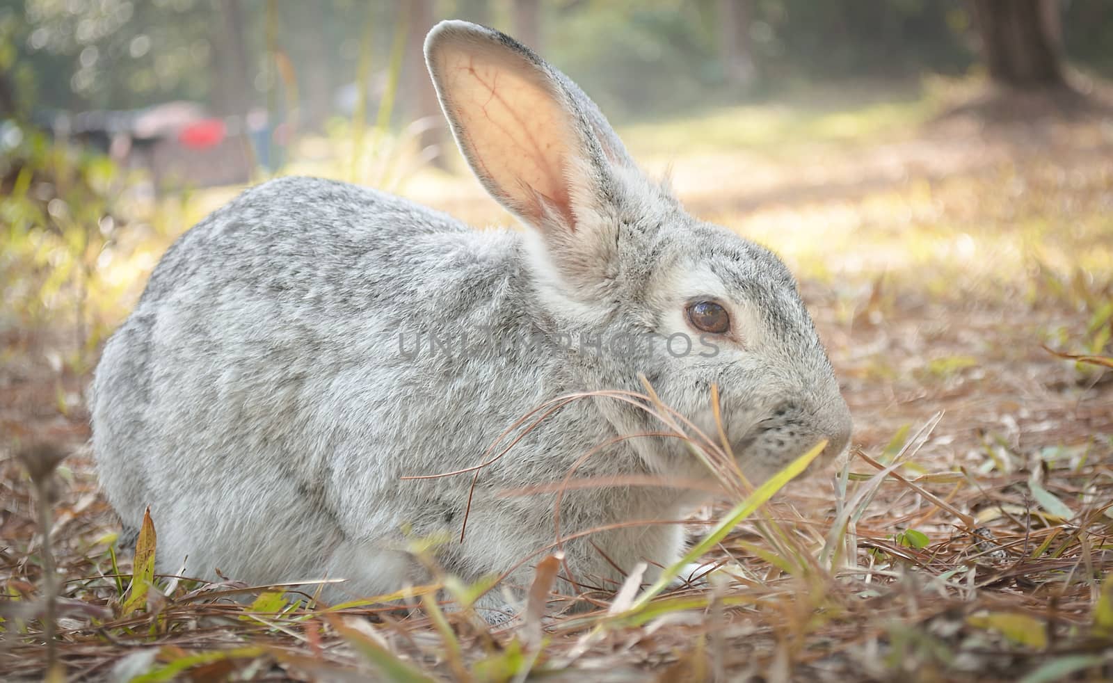 Hare Rabbit Crouching on Ground by kobfujar