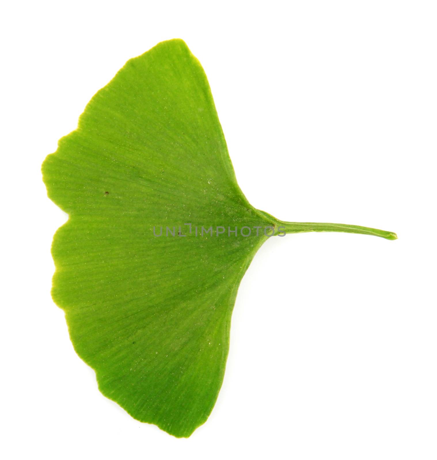 green ginkgo biloba isolated on white background