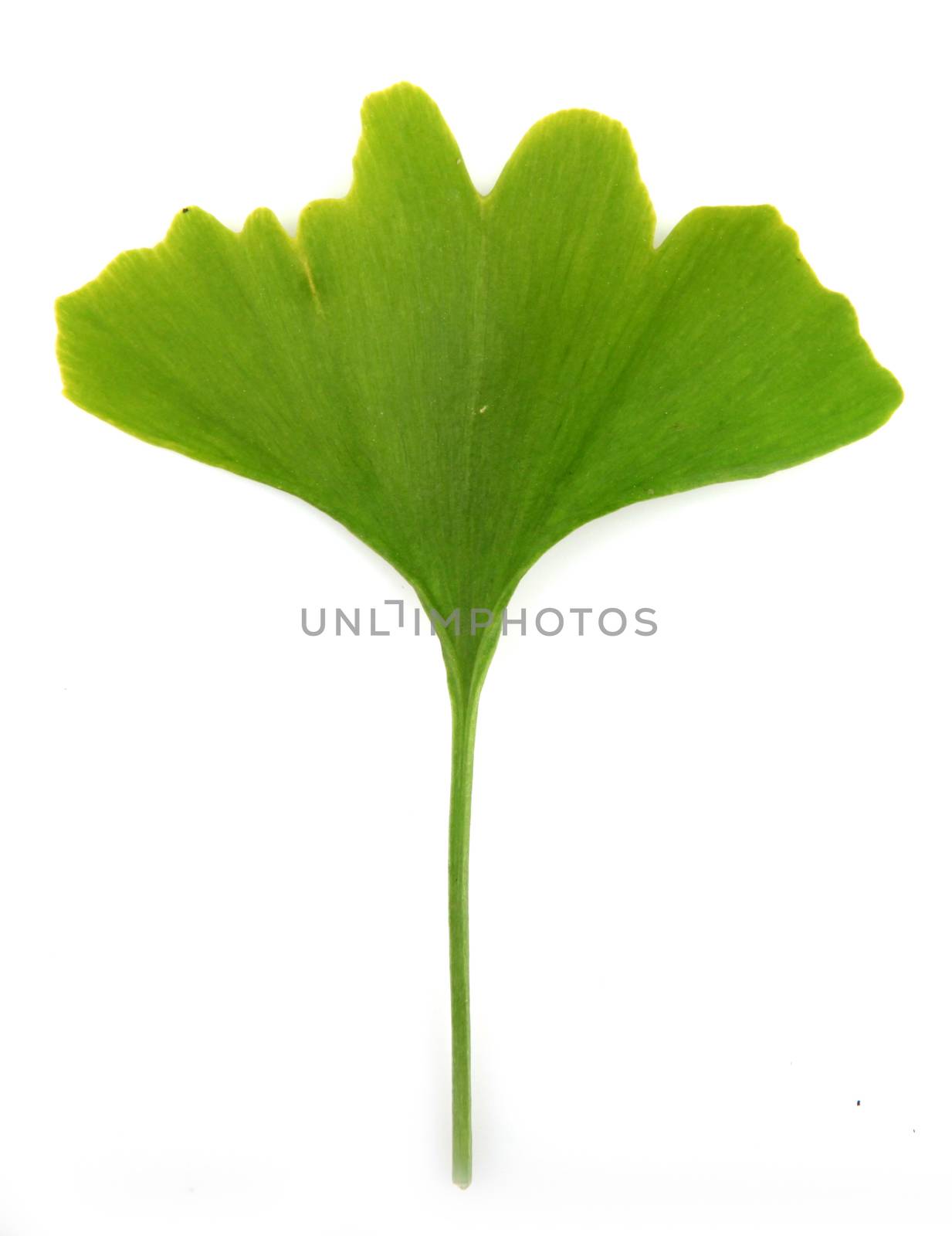 green ginkgo biloba isolated on white background