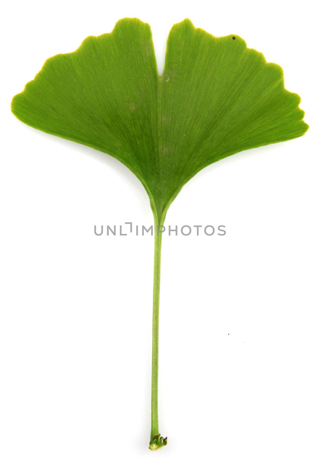 green ginkgo biloba isolated on white background